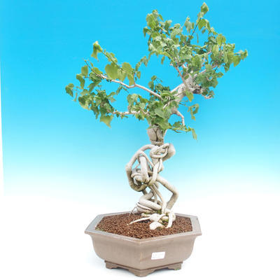 Room bonsai -Hibiscus- parviforum hibiscus - 2
