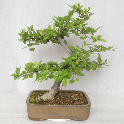 Outdoor bonsai-Ulmus Glabra-Solid clay - 2