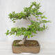 Outdoor bonsai-Ulmus Glabra-Solid clay - 2/4