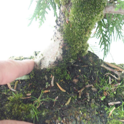 Outdoor bonsai - Thuja occidentalis - Arborvitae - 2