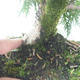Outdoor bonsai - Thuja occidentalis - Arborvitae - 2/2