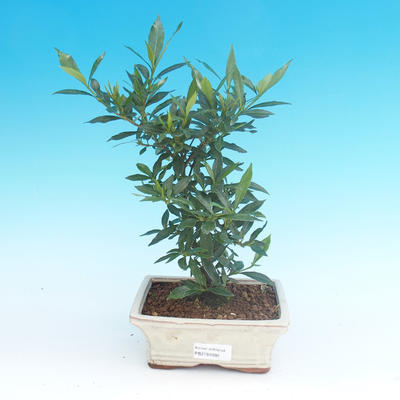 Room bonsai - Gardenia jasminoides-Gardenie - 2