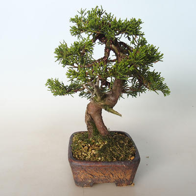 Outdoor bonsai - Juniperus chinensis Itoigava-Chinese juniper - 2