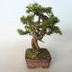 Outdoor bonsai - Juniperus chinensis Itoigava-Chinese juniper - 2/4
