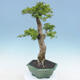 Indoor bonsai - Duranta erecta Aurea - 2/5