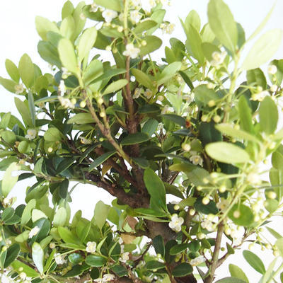 Indoor bonsai - Ilex crenata - Holly PB2201158 - 2