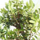 Indoor bonsai - Ilex crenata - Holly PB2201158 - 2/2