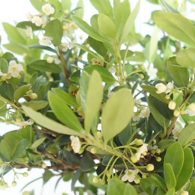 Indoor bonsai - Ilex crenata - Holly PB2201159 - 2