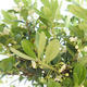 Indoor bonsai - Ilex crenata - Holly PB2201163 - 2/2