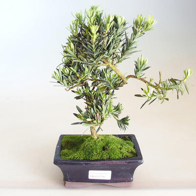 Indoor bonsai - Podocarpus - Stone yew PB2201178 - 2