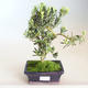 Indoor bonsai - Podocarpus - Stone yew PB2201178 - 2/2