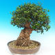 Indoor bonsai - Olea europaea sylvestris -Oliva european tiny - 2/7