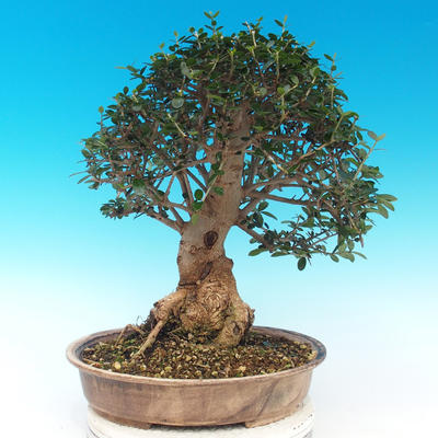 Indoor bonsai - Olea europaea sylvestris -Oliva european tiny - 2