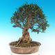 Indoor bonsai - Olea europaea sylvestris -Oliva european tiny - 2/6
