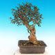 Indoor bonsai - Olea europaea sylvestris -Oliva european tiny - 2/5
