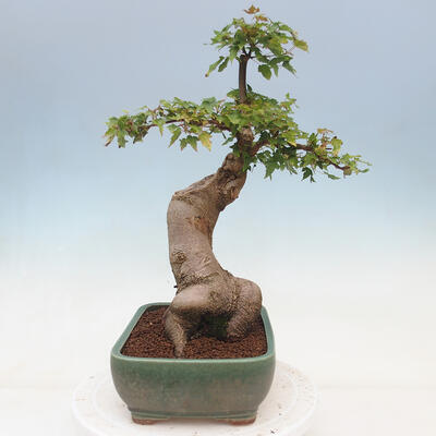 Outdoor bonsai - Maple Buergerianum - Burger Maple - 2
