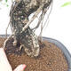 Indoor bonsai - Ficus kimmen - small-leaved ficus - 2/2