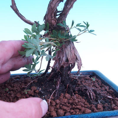 Outdoor bonsai - Potentilla fruticosa - 2