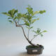 Outdoor bonsai-Quercus robur-Summer oak - 2/2