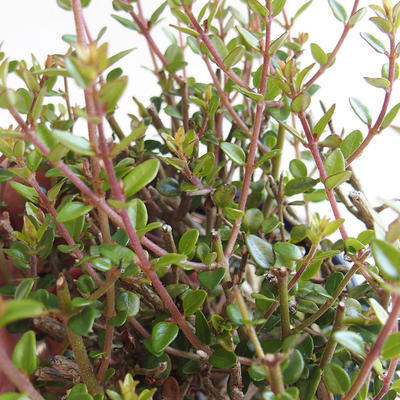 Outdoor bonsai-Lonicera nitida-Honeysuckle - 2