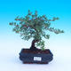 Outdoor bonsai - Potentilla fruticosa - 2/3