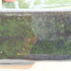 Ceramic bonsai bowl 17.5 x 13.5 x 5 cm, color green - 2/3