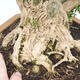 Indoor bonsai - Buxus harlandii - Cork boxwood - 2/4