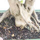 Indoor bonsai - Duranta erecta Aurea - 2/3