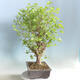 Outdoor bonsai - Ginkgo biloba - 2/5