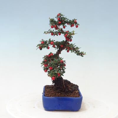 Outdoor bonsai - Cotoneaster horizontalis - Rock tree - 2