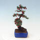 Outdoor bonsai - Cotoneaster horizontalis - Rock tree - 2/4
