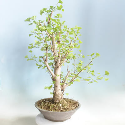 Outdoor bonsai - Ginkgo biloba - 2