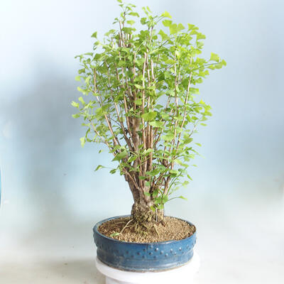 Outdoor bonsai - Ginkgo biloba - 2