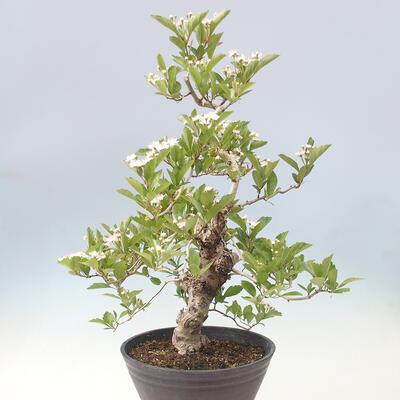 Outdoor bonsai - Hawthorn - Crataegus cuneata - 2