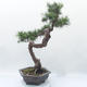 Outdoor bonsai -Larix decidua - Larch - 2/6