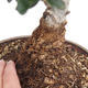 Indoor bonsai - Olea europaea sylvestris - European small-leaved olive oil - 2/4