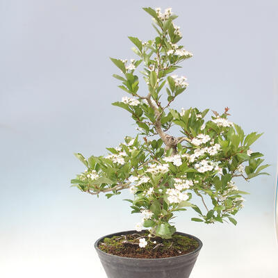 Outdoor bonsai - Hawthorn - Crataegus cuneata - 2