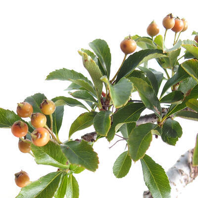 Outdoor bonsai-Pyracanta Teton -Hlohyny - 2