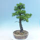 Outdoor bonsai -Larix decidua - Larch - 2/6