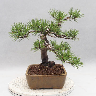 Outdoor bonsai - Pinus sylvestris - Scots pine - 2