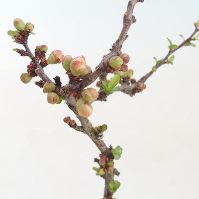 Outdoor bonsai - Chaenomeles spec. Rubra - Quince VB2020-149 - 2