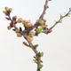 Outdoor bonsai - Chaenomeles spec. Rubra - Quince VB2020-149 - 2/3