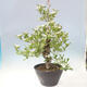 Outdoor bonsai - Hawthorn - Crataegus cuneata - 2/6