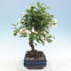 Outdoor bonsai - Malus halliana - Small-fruited apple tree - 2/4