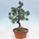 Outdoor bonsai - Pinus parviflora - Small pine tree - 2/4