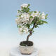 Outdoor bonsai - Malus halliana - Small-fruited apple tree - 2/4