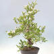 Outdoor bonsai - Hawthorn - Crataegus cuneata - 2/6