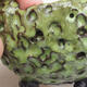 Ceramic shell 8.5 x 8 x 6 cm, color green - 2/3