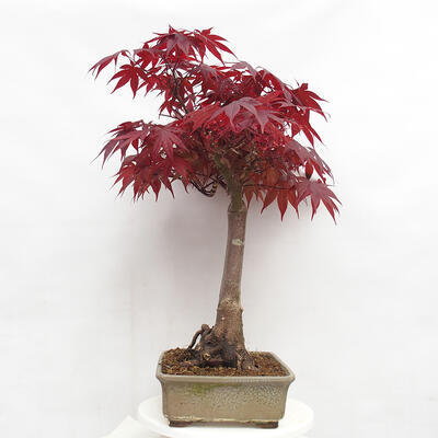 Outdoor bonsai - Acer palmatum Atropurpureum - Red palm maple - 2