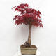Outdoor bonsai - Acer palmatum Atropurpureum - Red palm maple - 2/7